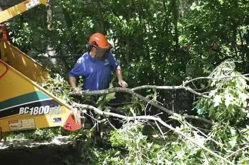 tree services East Flat Rock